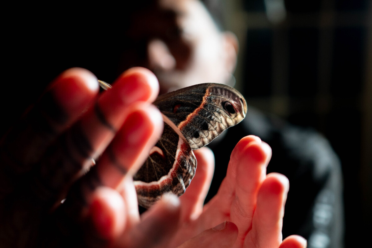 Photos: Hatching of the Moths